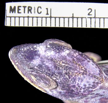 Media type: image; Herpetology R-45505